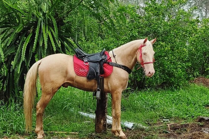 Horseback Riding tour near Santo Domingo with pick up and dropoff - What happens at the Higuero ranch