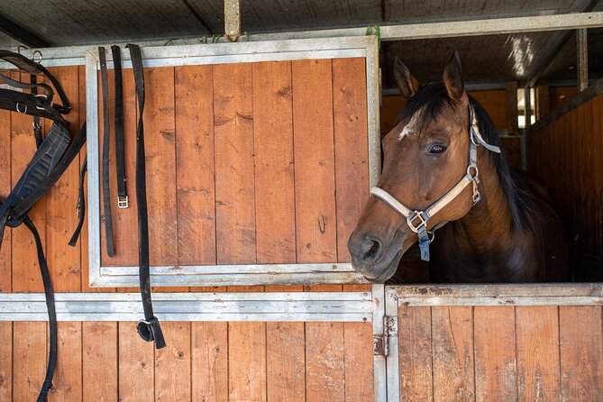 Horseback Riding Tour with Tuscan Picnic in Val d'Orcia and Valdichiana - One hour through Val d’Orcia and Valdichiana