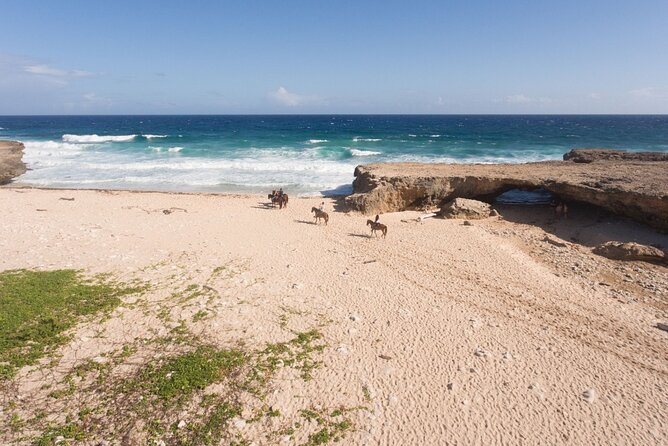 Horseback Riding Wariruri Beach Tour in Aruba - Riding from the stables to Aruba’s north coast
