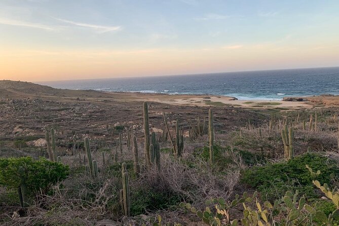 Horseback Riding Wariruri Beach Tour in Aruba - How much value do you get for $98.60?