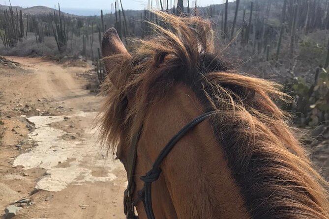 Horseback Riding Wariruri Beach Tour in Aruba - Timing, pickup, and what to wear