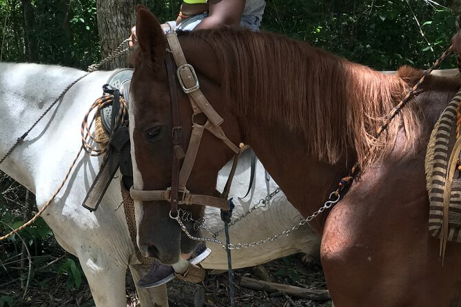 Horseback riding with ATV, zip lines and cenote, lunch and transfer - Transfers from Cancun, Playa del Carmen, and Tulum