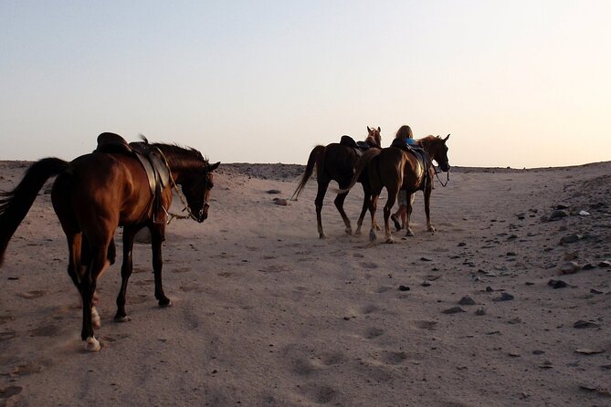 Horseback Riding with Pickup and Drop-off from Sharm El Sheikh - Who should book this ride