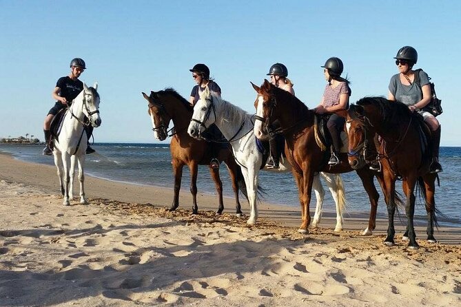 Horseback Riding with Pickup and Drop-off from Sharm El Sheikh - One hour on horseback: a short taste of the area