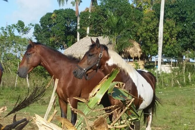 Horseback Riding with Pickup from Punta Cana - Who will enjoy this ranch outing?