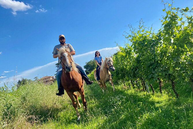 Horseback Riding with wine tasting in Lake Garda vineyards - The best reasons to choose it