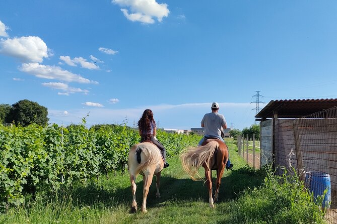 Horseback Riding with wine tasting in Lake Garda vineyards - Riding through Lazise’s olive groves and wooded paths