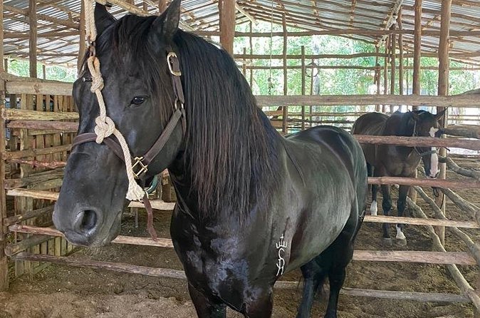 Horseback Riding Ziplines and Cenote Tour with Lunch - Group size, transportation, and meeting details