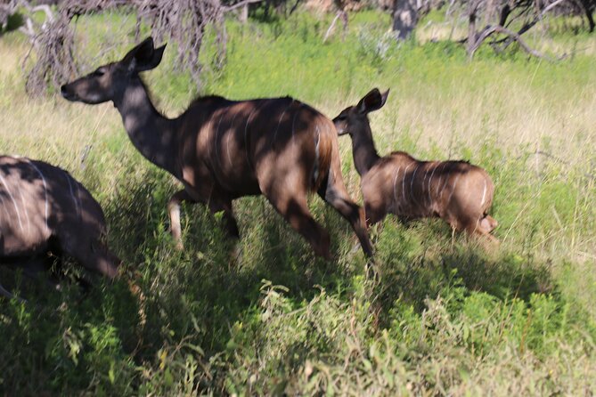 Horseback Safari Adventure in Hartbeespoort from Johannesburg - The 7:00 a.m. pickup sets the tone