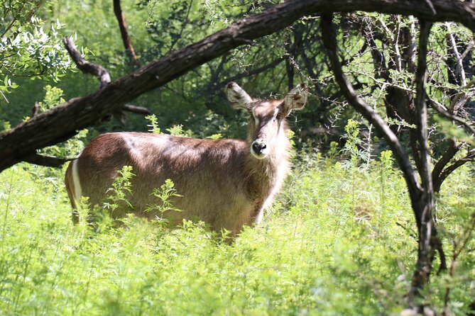 Horseback Safari Adventure in Hartbeespoort from Johannesburg - Wildlife you might see from the saddle