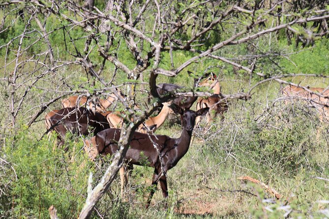 Horseback Safari Adventure in Hartbeespoort from Johannesburg - Included photography is a real benefit