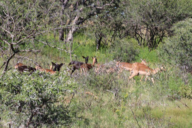 Horseback Safari Adventure in Hartbeespoort from Johannesburg - Price and what you receive for $112.52
