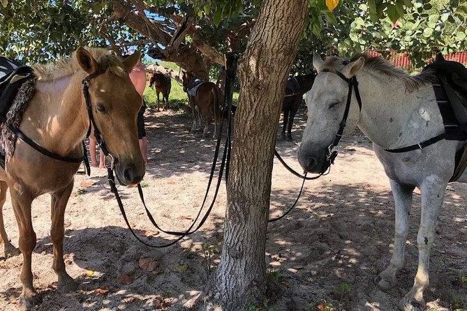 Horseback “SPECIAL”- Negril’s Beach Ride N’ Swim with Free photos/videos - Free photos make the $90 price easier to justify