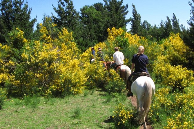 Horseback Trailride Excursion - Forest trails in the Carhuello range