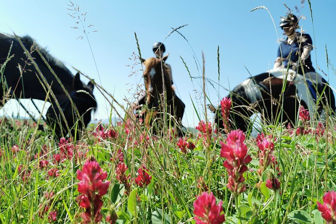 Horsebackriding - explore Tuscan nature - Key points to know before booking