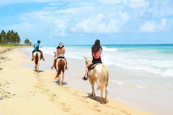 Horses, Buggy, and plantation in Chocaci Ranch - What makes Chocaci Ranch different