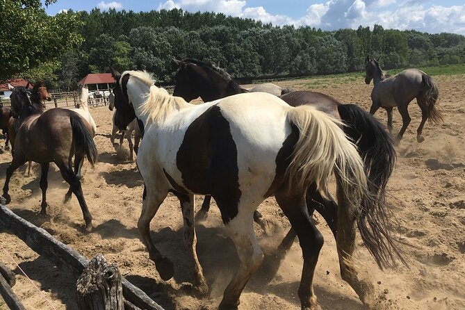 Horseshow on the Hungarian Puszta, private tour from Budapest with entry! - Lunch with Hungarian wine