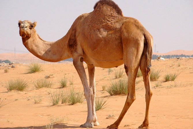 Hot Air Balloon Premium ,Camel Horse Ride,Dune Bashing ,Quad Bike - Camel and horse rides: brief but atmospheric