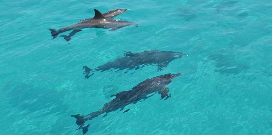 Hurghada: 4 Days Tour Horse, Camel, Spa, ATV, Jeep & Dolphin - Day one: horseback riding beside the Red Sea