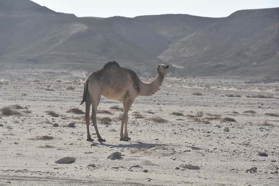 Hurghada: Camel Ride & horse ride and Off-Road Jeep Tour - Sunset, dinner, and stars after the riding