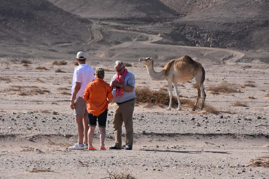 Hurghada: Camel Ride & horse ride and Off-Road Jeep Tour - Guides, language, and the feel of the outing
