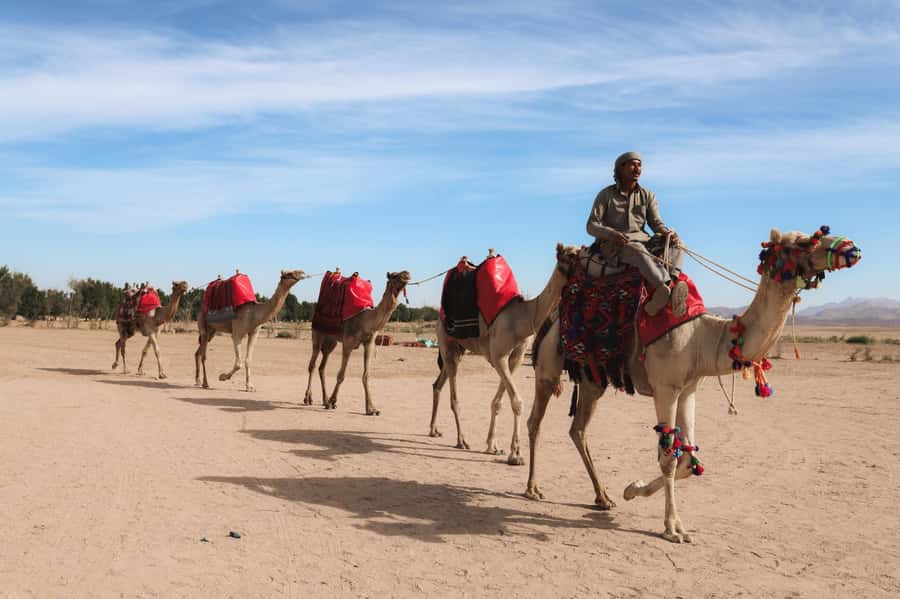 Hurghada: Camel Ride & horse ride and Off-Road Jeep Tour - Is this Hurghada desert tour right for you?