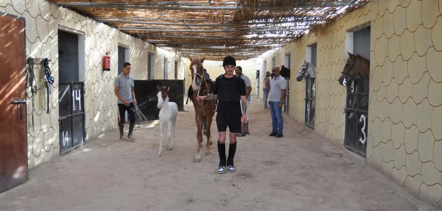 Hurghada: Horse Ride, BBQ Dinner, and Stargazing - BBQ Dinner at the Desert Oasis