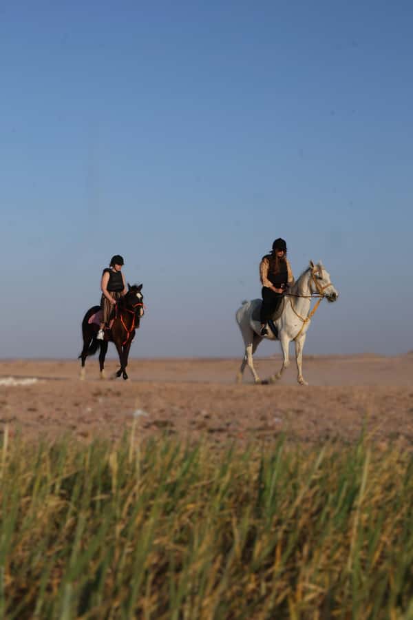 Hurghada: Horse Riding & Safari Adventure - Meeting the Horses at the Oasis Stable