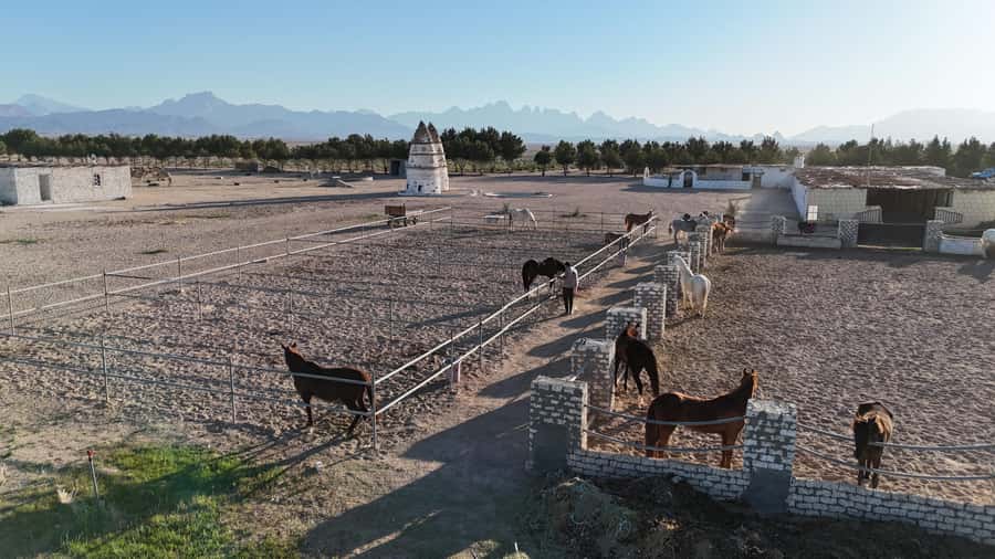 Hurghada: Horse Riding & Safari Adventure - The Best and Weakest Parts of the Experience