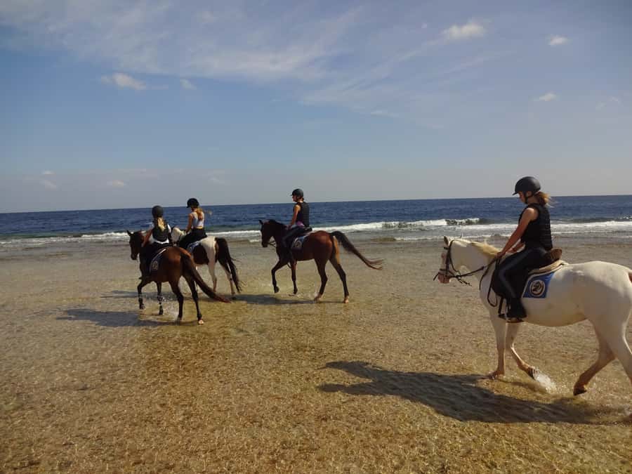 Hurghada: Sea & Desert Horse Tour, Stargazing, Dinner & Show - Price, transfers, and what the $20 means