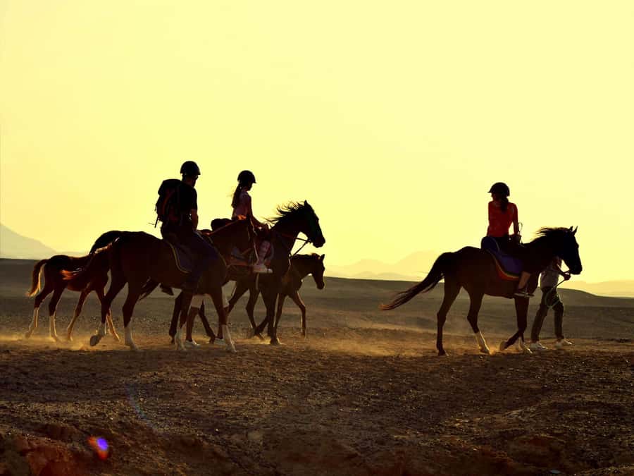 Hurghada: Sea & Desert Horse Tour, Stargazing, Dinner & Show - Dinner, dancing, and stargazing after dark