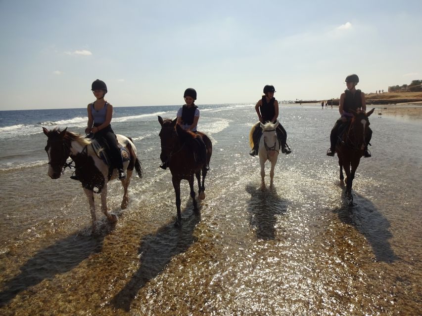 Hurghada: Sea & Desert Horse Tour, Stargazing, Dinner & Show - Guides, group size, and care of the horses