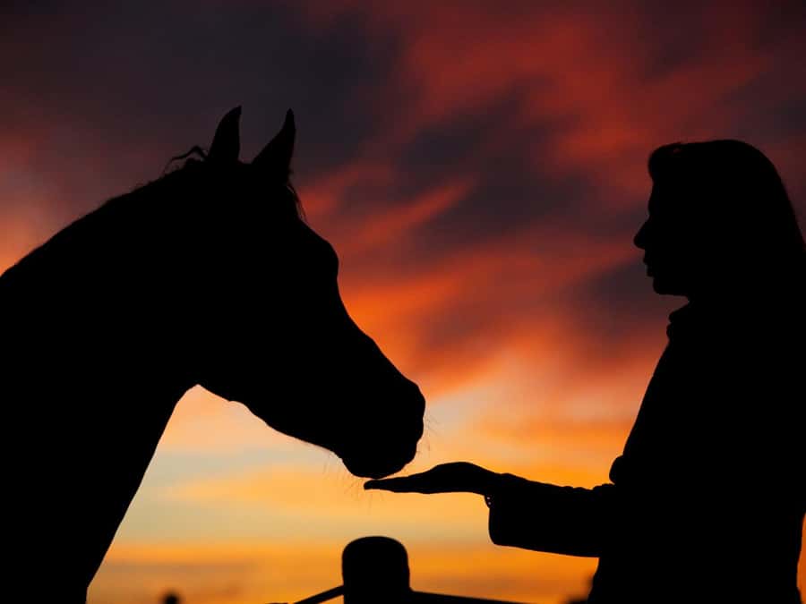 Hurghada: Sea & Desert Horse Tour, Stargazing, Dinner & Show - What happens before you mount