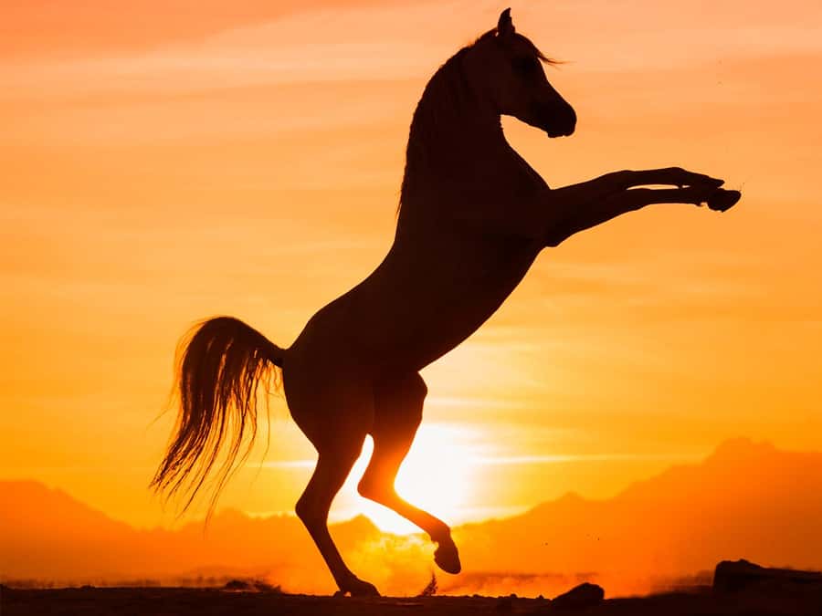 Hurghada: Sunset Sea, Desert Horse W Opt, Dinner, Stargazing - What happens before you mount