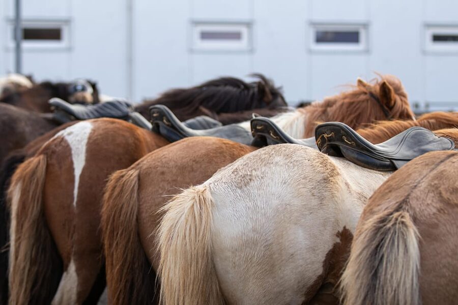 Hveragerdi: Countryside Charm Horse Riding Tour - Key points to know before you book