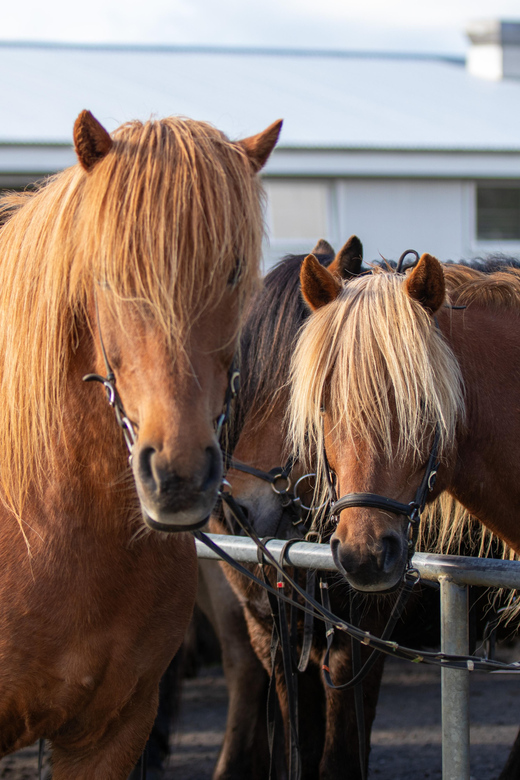 Hveragerdi: Countryside Charm Horse Riding Tour - Clothing and equipment that actually matter