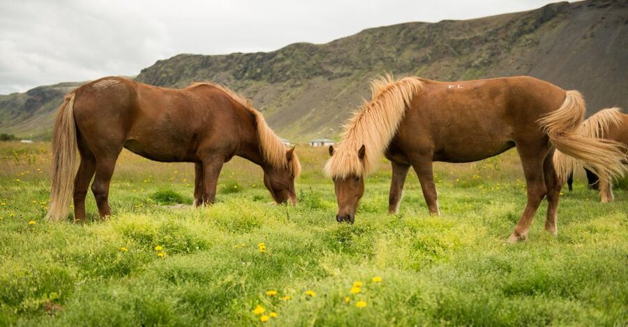 Hveragerdi: Reykjadalur (Hotspring Valley) Horse Riding Tour - Trying the tölt