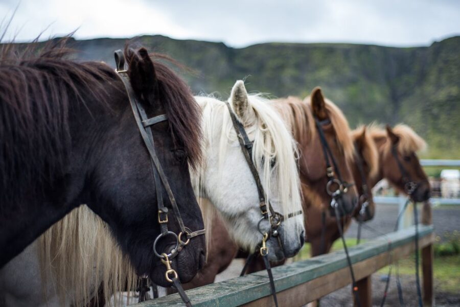 Hveragerdi: Reykjadalur (Hotspring Valley) Horse Riding Tour - Scenery, weather, and what to bring