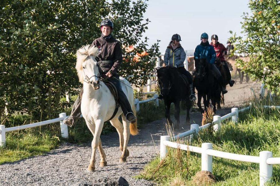 Hveragerdi: The Siggi Horse Riding Tour - What the Icelandic Horse Adds