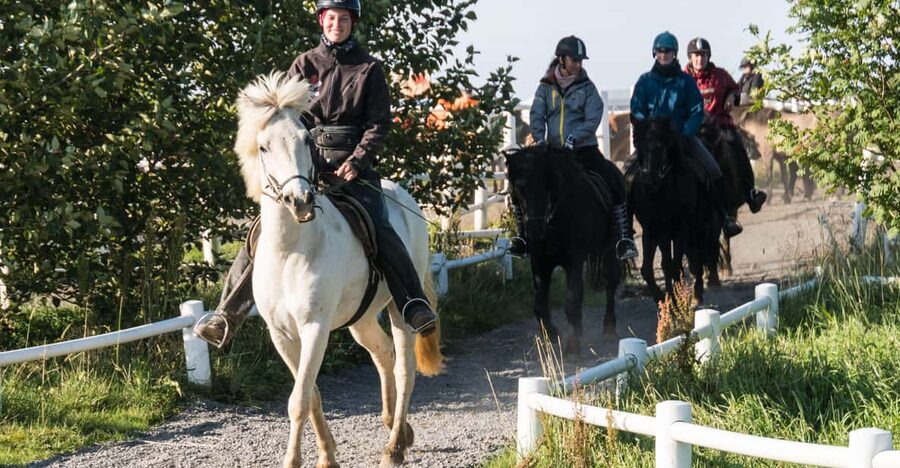 Hveragerdi: The Siggi Horse Riding Tour - Horses, Equipment, and Comfort