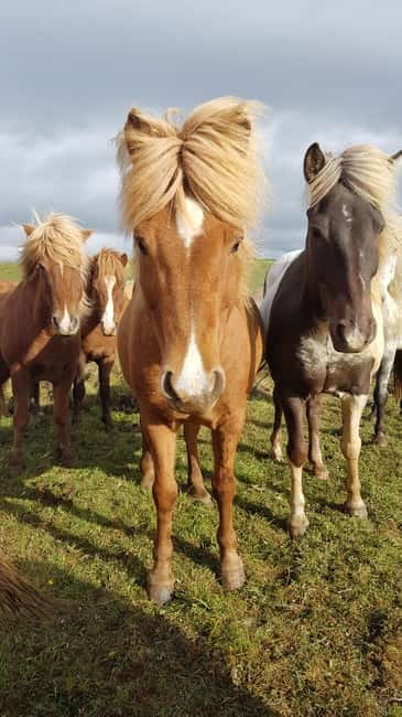 Iceland: Volcanic Landscape Horse Riding Tour - Key points at a glance