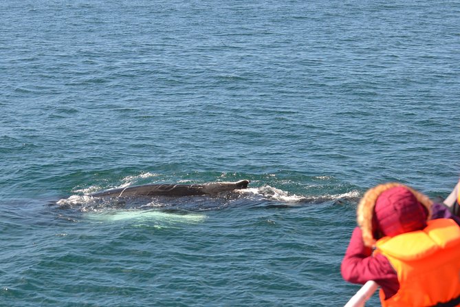 Icelandic Horse Riding and Whale Watching Cruise from Reykjavík - Riding Icelandic horses through Hveragerði lava fields