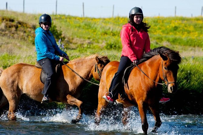 Icelandic Horse Riding and Whale Watching Cruise from Reykjavík - Three hours searching Faxaflói Bay
