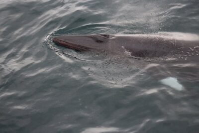 Icelandic Horse Riding and Whale Watching Cruise from Reykjavík