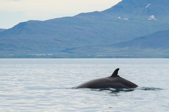 Icelandic Horse Riding and Whale Watching Cruise from Reykjavík - Practical booking advice for a smoother day