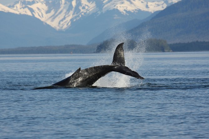 Icelandic Horse Riding and Whale Watching Cruise from Reykjavík - Should you book this Iceland combination tour?