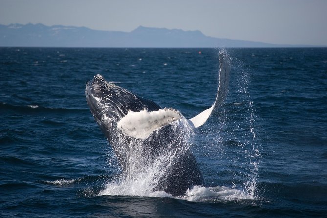 Icelandic Horse Riding and Whale Watching Cruise from Reykjavík - FAQ