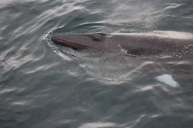 Icelandic Horse Riding and Whale Watching Cruise from Reykjavík - From rural paths to Reykjavík’s Old Harbour