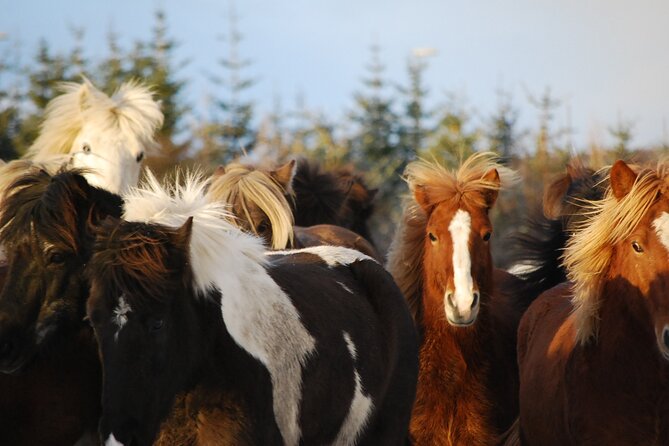 Icelandic Horse Riding and Whale Watching Tour from Reykjavik - Meeting Iceland’s small but remarkable horses
