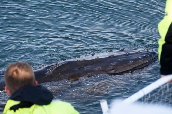 Icelandic Horse Riding and Whale Watching Tour from Reykjavik - Moving from the stable to Old Harbor